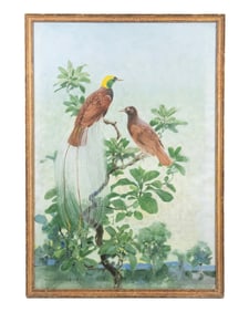 OIL OF EXOTIC BIRDS