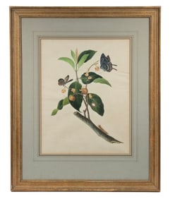 19TH C. BOTANICAL WATERCOLOR