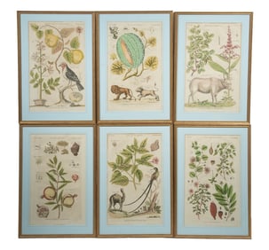 (11) FINE VICTORIAN NATURALIST'S PRINTS