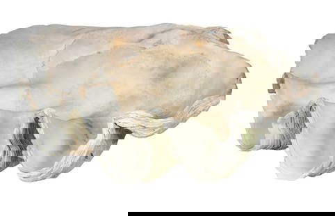 GIANT CLAM SHELL: A monumental natural Tridacna gigas clam shell, exhibiting beautifully undulating lips, lustrous interior nacre with warm ivory tone, and ridged exterior surface with weathered texture and natural sea