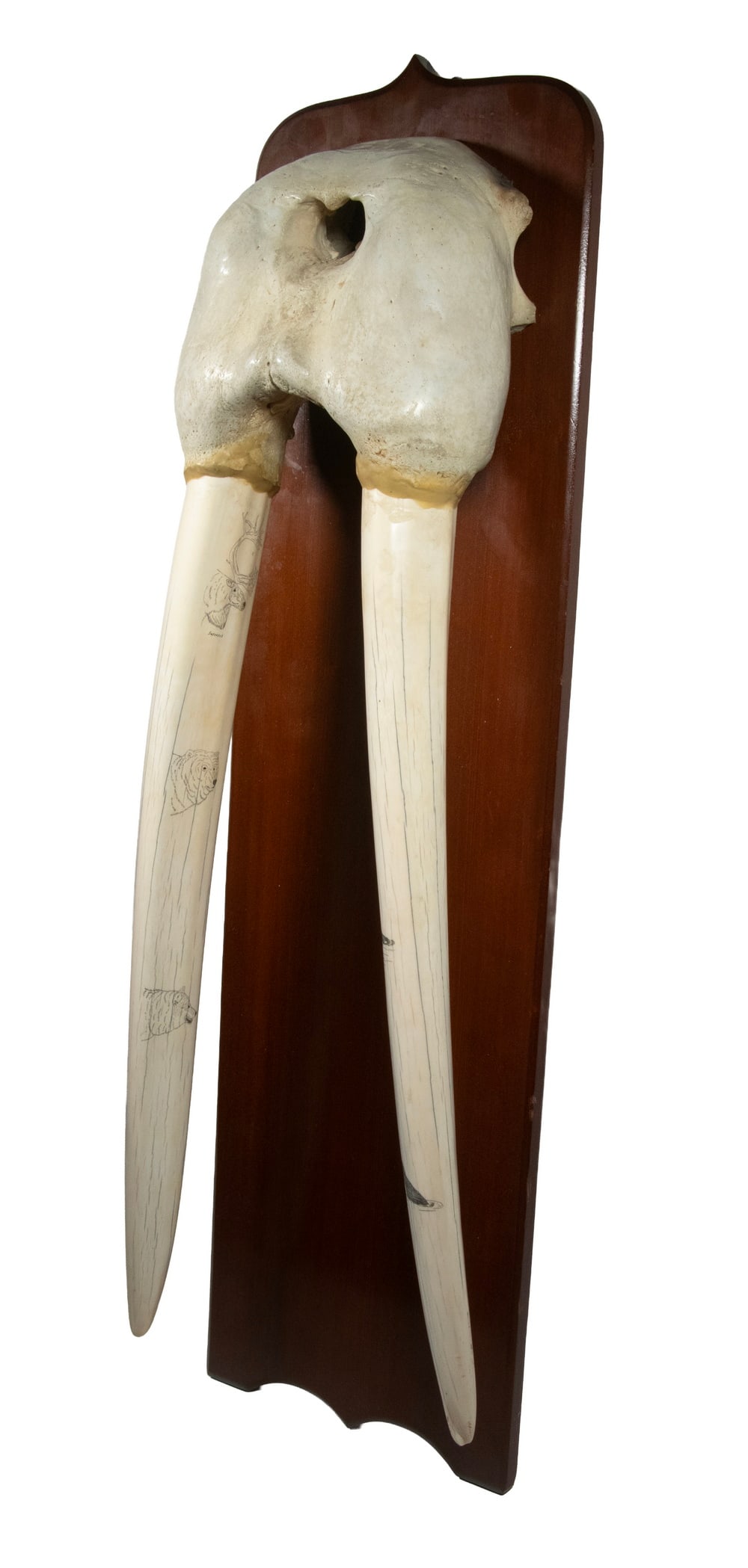 SCRIMSHAWN WALRUS TUSKS ON PLAQUE: Long Tusks on Mahogany Plaque with Scrimshaw of Whales, Polar Bear, Wolf, Caribou, and Walrus, signed "Supsusuk" (?) OS: 42 x 12 x 6 in. (106.7 x 30.5 x 15.2 cm.)