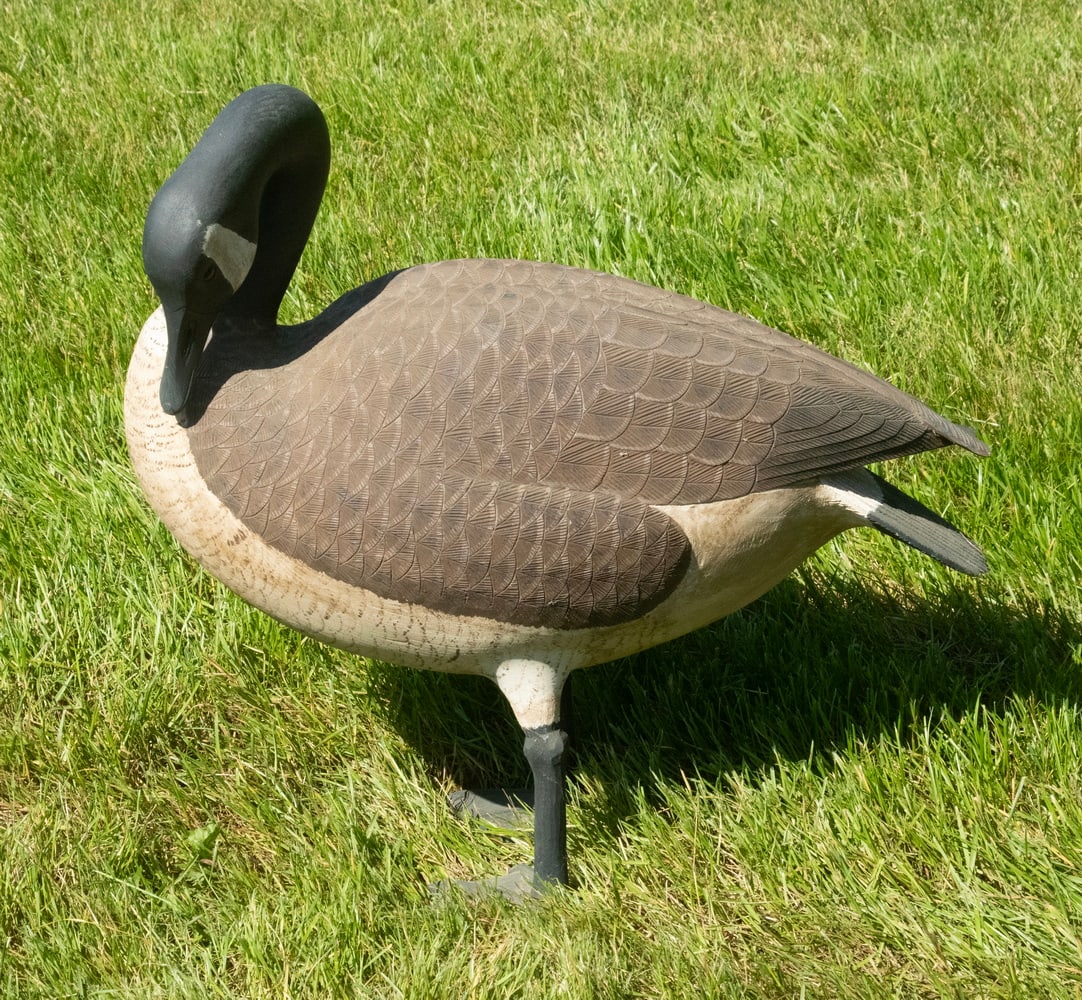 LIFE-SIZE CARVED AND PAINTED CANADA GOOSE DECOY (1 of 3)