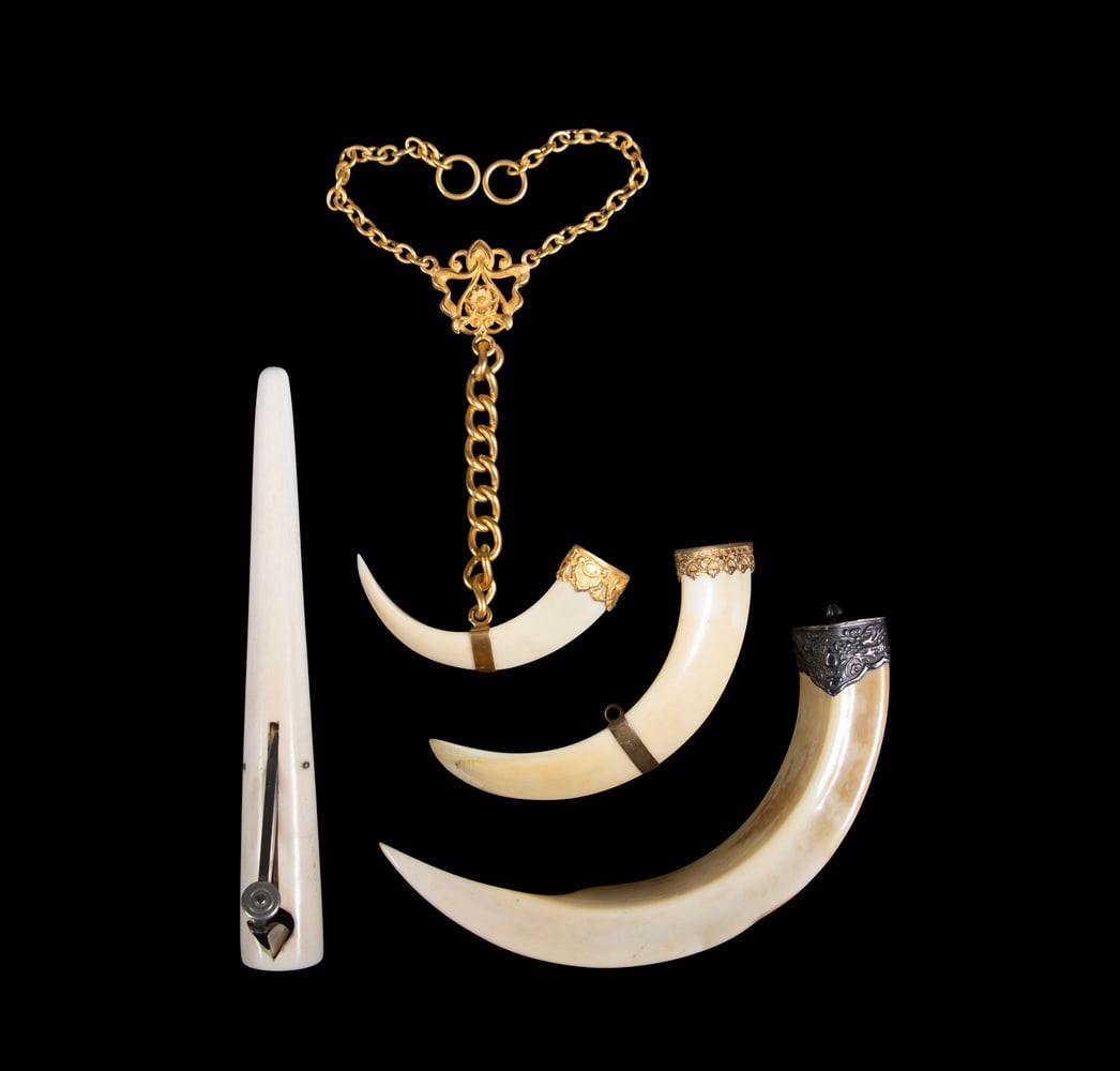 (3) ANTIQUE BOAR'S TUSK PENDANTS & (1) CIGAR CUTTER: Including: 5 1/4" silver mounted; 3 1/2" gold filled mounts; 2 1/2" 14K gold plated mount with chain, as a fob; 6" Cigar Cutter. good condition