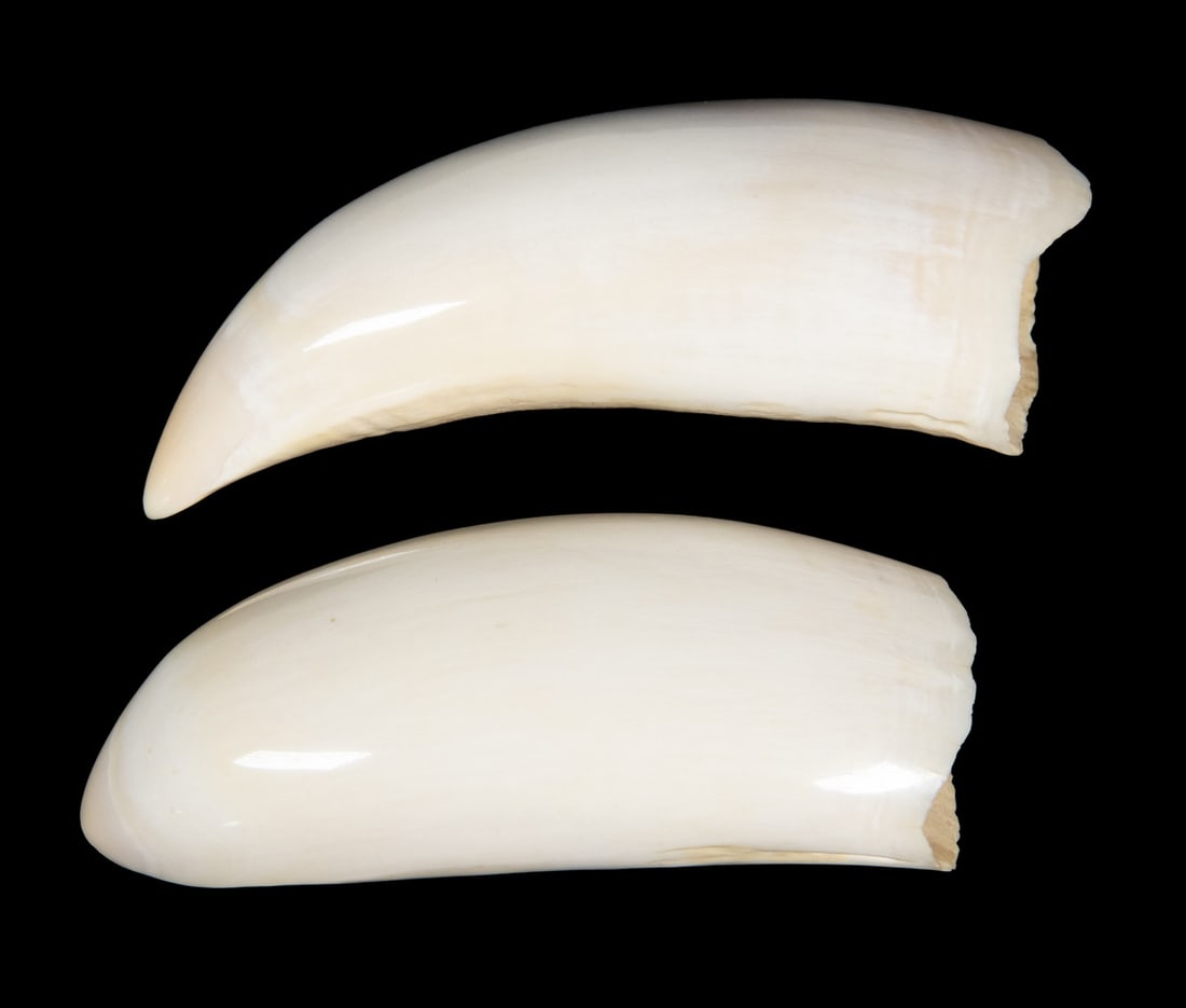 (2) LARGE POLISHED WHALE'S TEETH FOR SCRIMSHAW: One side of each polished. 6.5 oz & 6.25 oz.Lrg: 4 1/2 in. (11.4 cm.), sml: 4 in. (10.2 cm.)