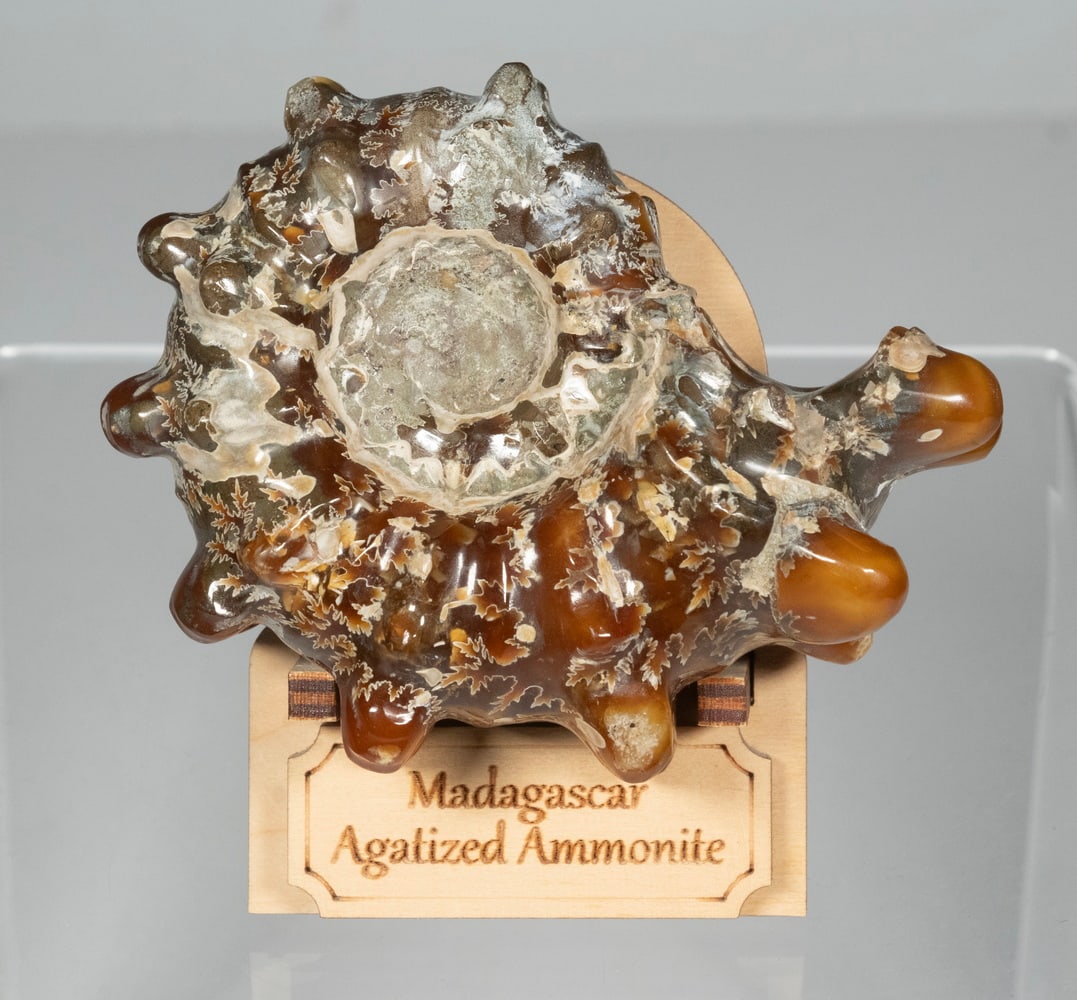MADAGASCAR AGATIZED AMMONITE FOSSIL (1 of 1)
