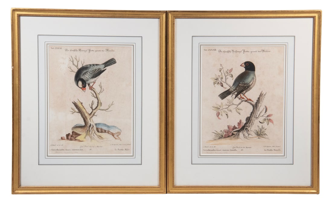 PAIR OF SELIGMANN ORNITHOLOGY PRINTS: PAIR OF SELIGMANN ORNITHOLOGY PRINTS "Le Padda, Male et Femelle", hand colored copper engravings, by Seligmann after Edwards, published in Nuremberg 1746, in a gilt molded frame, with French ruled