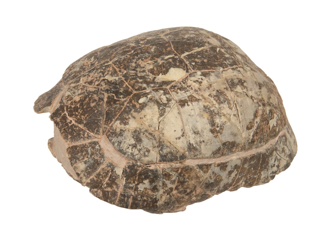 X-RARE FOSSILIZED TURTLE SHELL (1 of 4)
