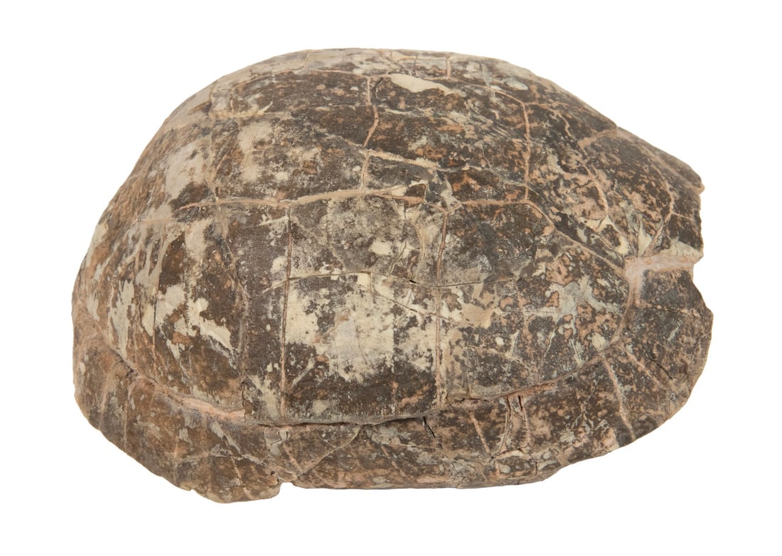 X-RARE FOSSILIZED TURTLE SHELL - 2