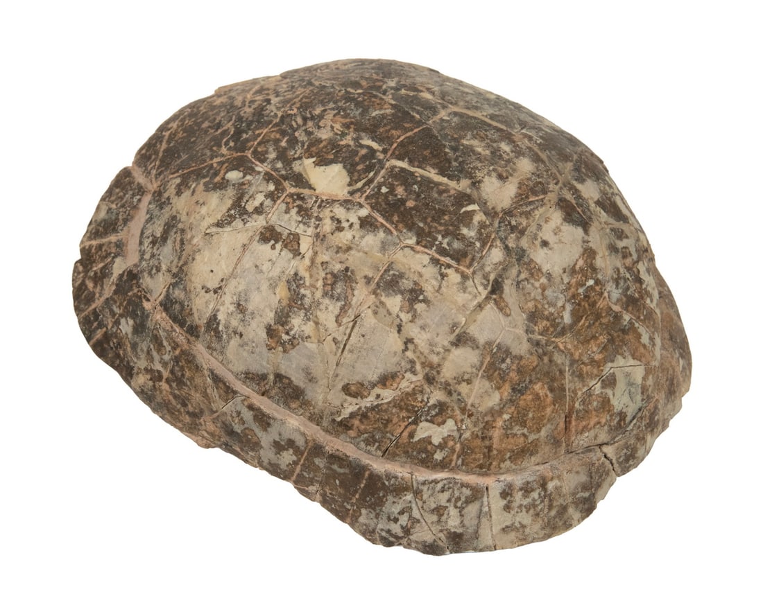 X-RARE FOSSILIZED TURTLE SHELL - 3