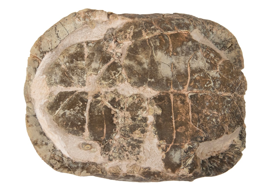 X-RARE FOSSILIZED TURTLE SHELL - 4
