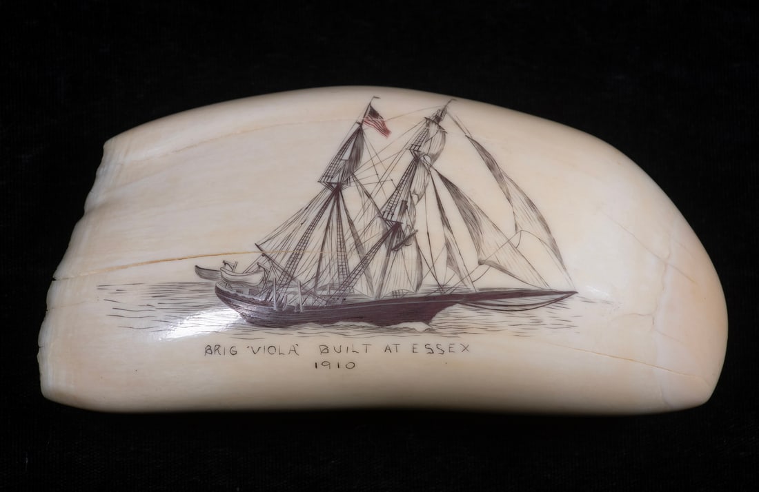 SCRIMSHAWN SHIP'S PORTRAIT ON WHALE'S TOOTH: Y SCRIMSHAWN SHIP'S PORTRAIT ON WHALE'S TOOTH Brig "Viola" Built at Essex, 1910. Hermaphrodite (or half) brig, built in 1910 by Arthur D. Story of Essex, Massachusetts, 190 tons. Dimensions: 125 feet 