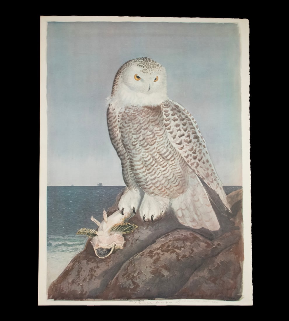 CARROLL SARGENT TYSON JR. (ME/PA, 1877-1956): CARROLL SARGENT TYSON JR. (ME/PA, 1877-1956) "Snowy Owl", watercolor on paper, signed and titled in lower margin, dated 1920. Unframed, loose in sleeve. OS: 29 x 21 1/2 in. (73.7 x 54.6 cm.)