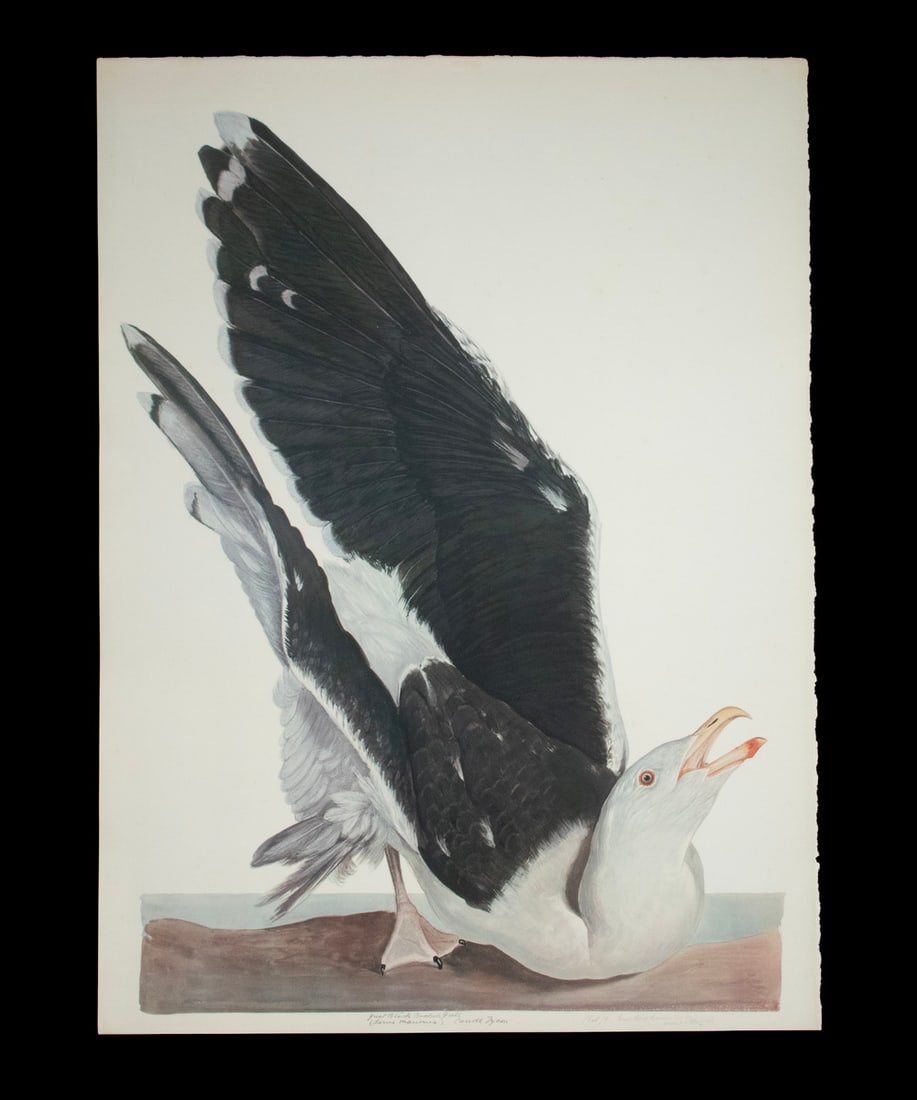 CARROLL SARGENT TYSON JR. (ME/PA, 1877-1956): CARROLL SARGENT TYSON JR. (ME/PA, 1877-1956) "Great Black Backed Gull", watercolor on paper, signed and titled in lower margin, undated, ca 1920. Unframed, loose in sleeve. OS: 29 1/2 x 22 in. (74.9