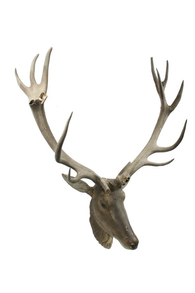 19th C. CARVED ELK HEAD - Life-Sized Wall Mount w/ real: 19th C. CARVED ELK HEAD - Life-Sized Wall Mount with real antlers, carved and painted wooden head, roughly 54" tall overall, 44" wide rack, repairs to horns, chips to nose.