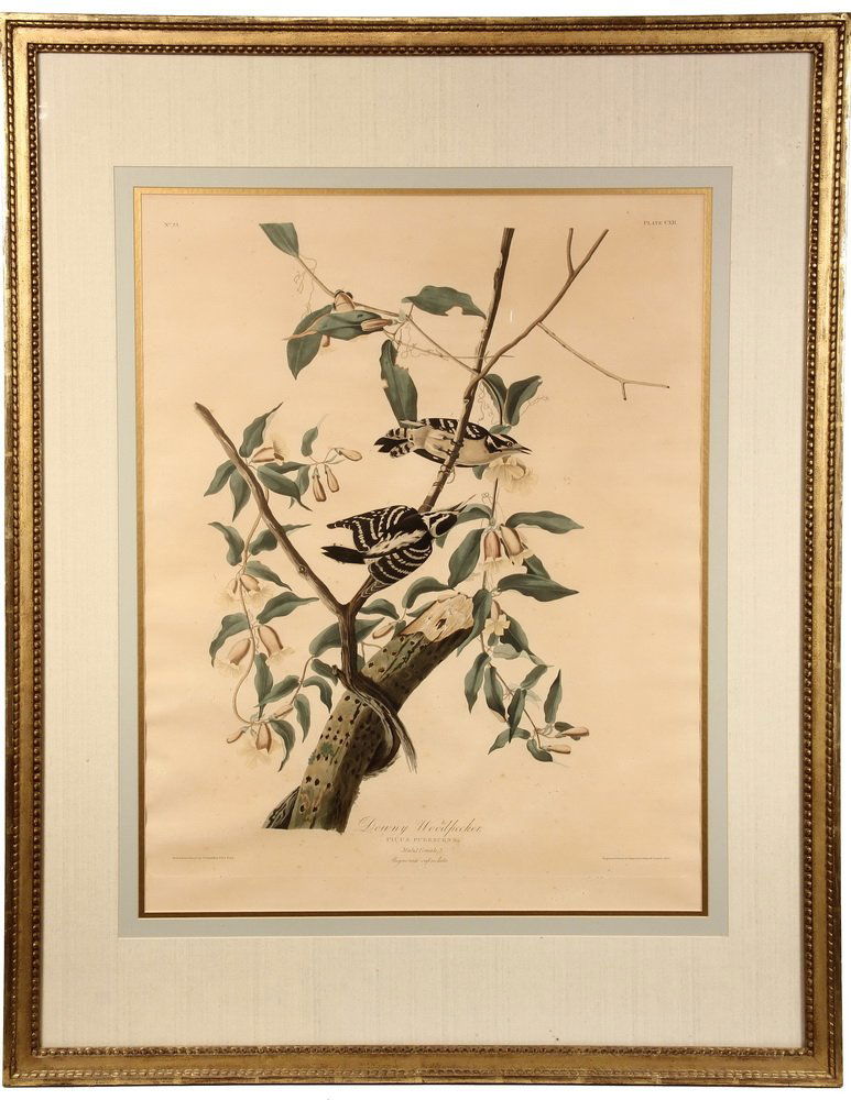 AUDUBON PRINT Double Elephant Folio Havell Edition