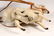 FRENCH MECHANICAL TOY - White Horse Pulling Wooden Cart - 3