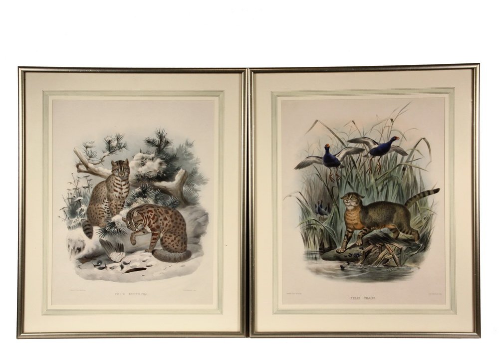 SET OF (4) HAND COLORED LITHOGRAPHS - â€˜Feline: SET OF (4) HAND COLORED LITHOGRAPHS - â€˜Feline Seriesâ€™ by Joseph Wolf (1820-1899) & J. Smit, published by M & N Hanhart, depicting assorted cats in the wild, ca 1858, including: 'Felis Cha