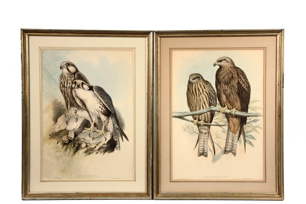 PAIR OF ORNITHOLOGICAL PRINTS - Hand Colored: PAIR OF ORNITHOLOGICAL PRINTS - Hand Colored Lithographs of Falcons by Joseph Wolf (1820-1889) & H.C. Richter, published by Hullmandel & Walton, taken from John Gould's "The Birds of Asia", vol 1, 185