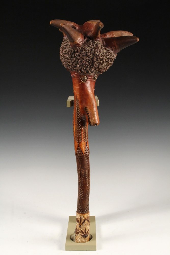 PENOBSCOT WAR CLUB - 19th c Maine Native Carved Figural: PENOBSCOT WAR CLUB - 19th c Maine Native Carved Figural Birch Root Club, featuring a wolf's head, having brass tack eyes, with root texture remaining, most of the handle chip-carved, bark left at bott