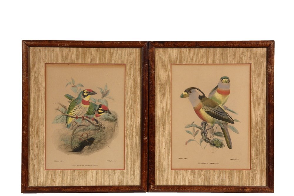 JOSEPH WOLF (1820-1899) AFTER - Two Ornithological: JOSEPH WOLF (1820-1899) AFTER - Two Ornithological Prints, "Tetragonops Ramphastinus" & "Xantholaema Haemacephala", hand colored lithos, executed by J.G. Keulemann, printed by P.W.M. Trap, Leiden. In 