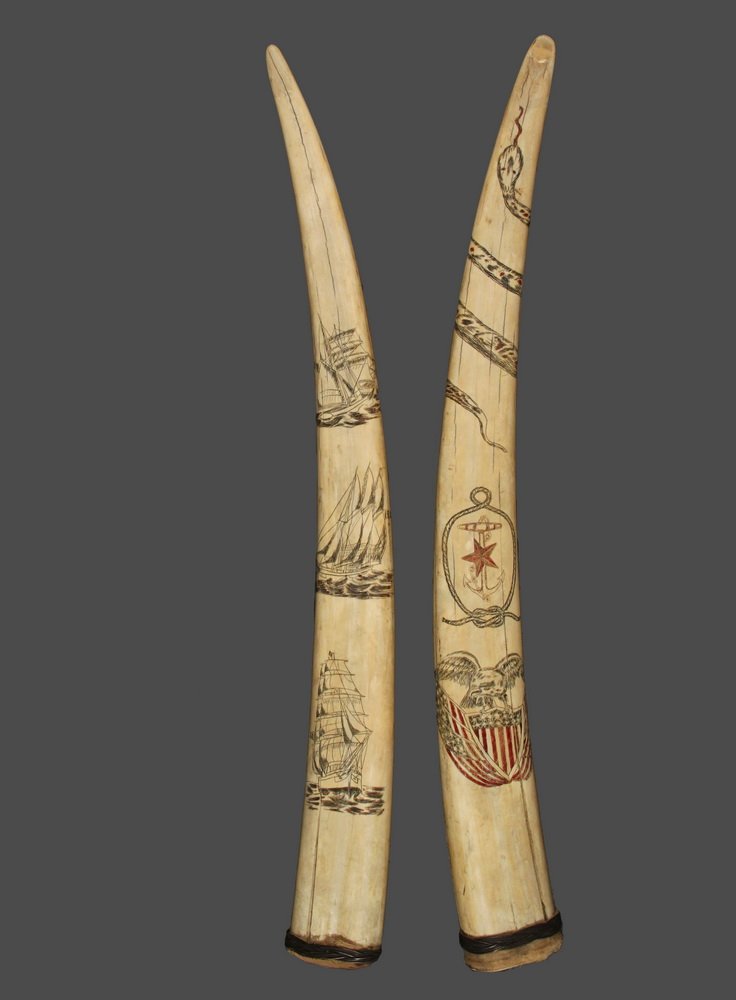 WALRUS TUSKS - Pair of Early Walrus Tusks, one having (1 of 7)
