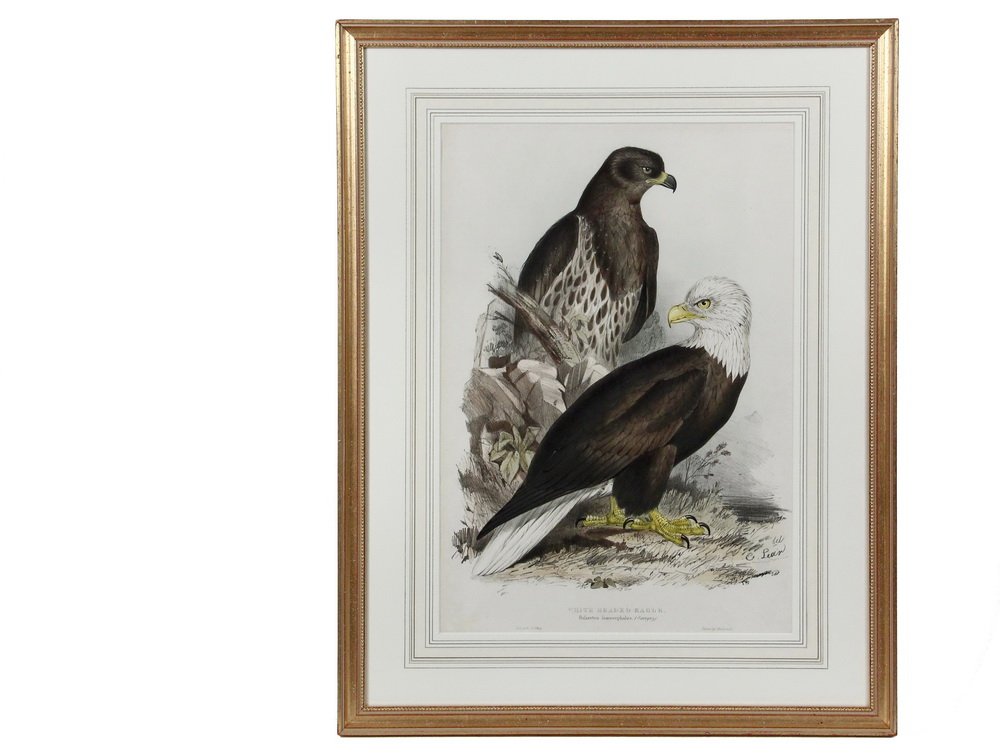 EDWARD LEAR (UK, 1812-1888) - "White Headed Eagle: EDWARD LEAR (UK, 1812-1888) - "White Headed Eagle (Haliaetus leucocephalus)" (aka the American Bald Eagle), from "Birds of Europe", published 1832-37 in London, hand-colored lithograph on wove paper,