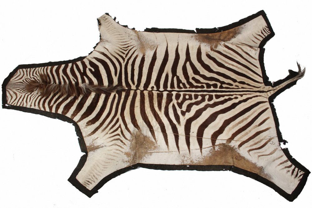 ZEBRA HIDE RUG - Late 19th c. to early 20th c., with (1 of 2)