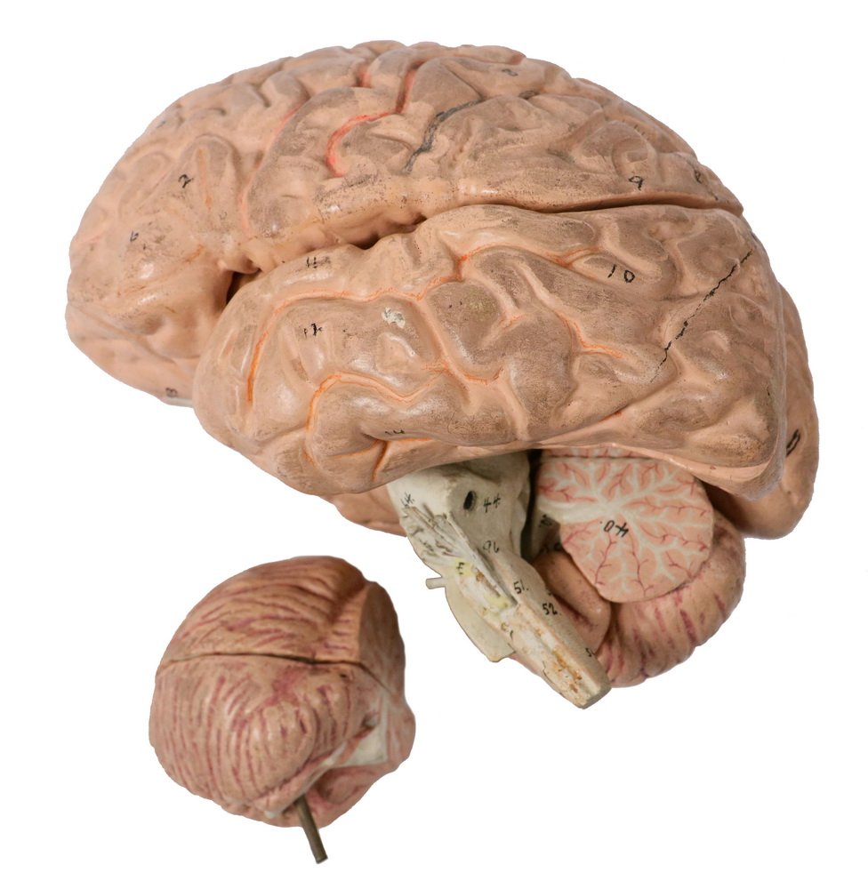 EDUCATIONAL MODEL OF THE BRAIN - Full-Sized Painted: EDUCATIONAL MODEL OF THE BRAIN - Full-Sized Painted Plaster Model of the Human Brain, American, circa 1900, can be disassembled, components are numbered, roughly 6" x 5" x 4 1/2", good condition, mino