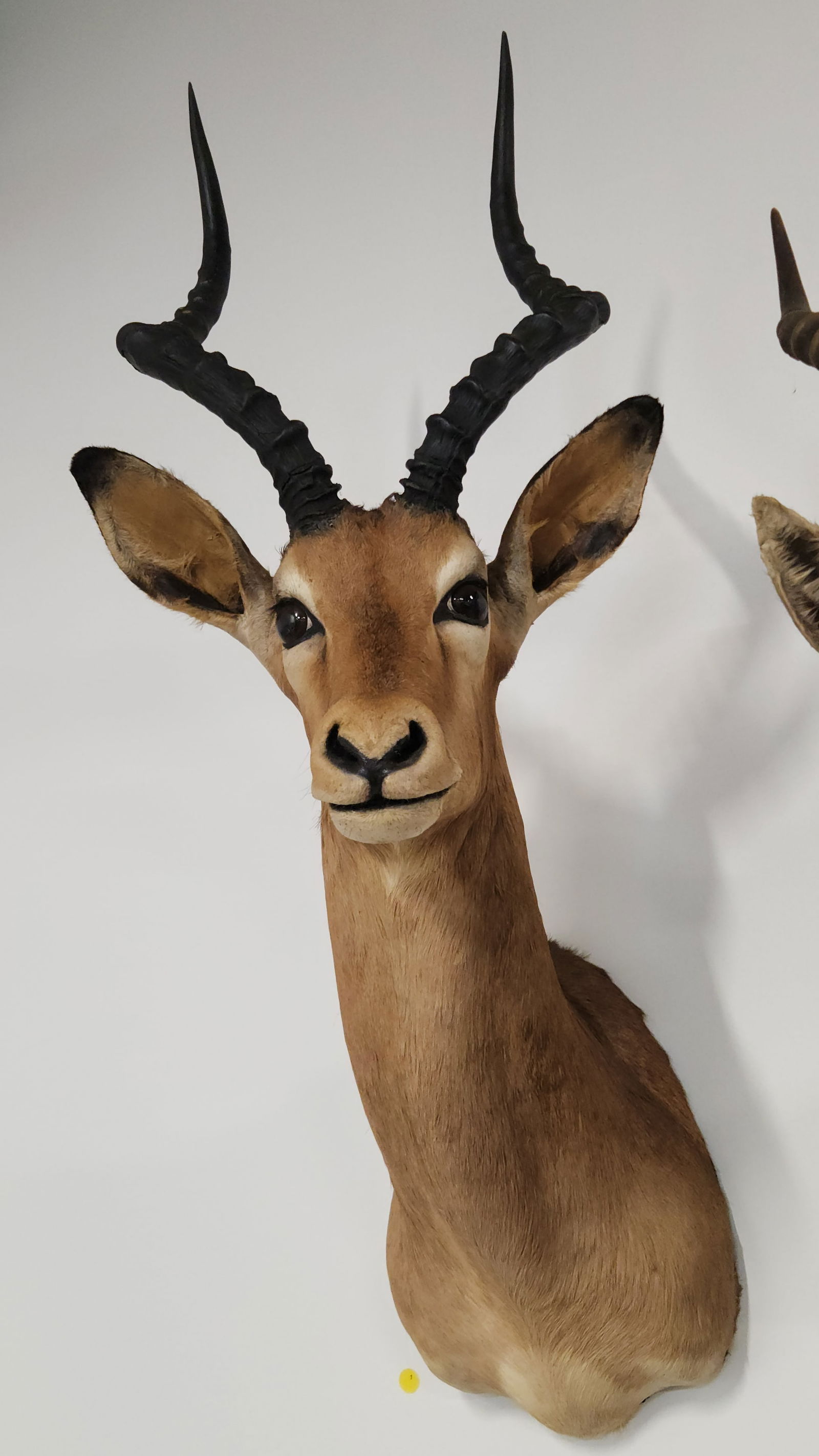 IMPALA TAXIDERMY SHOULDER MOUNT (1 of 3)