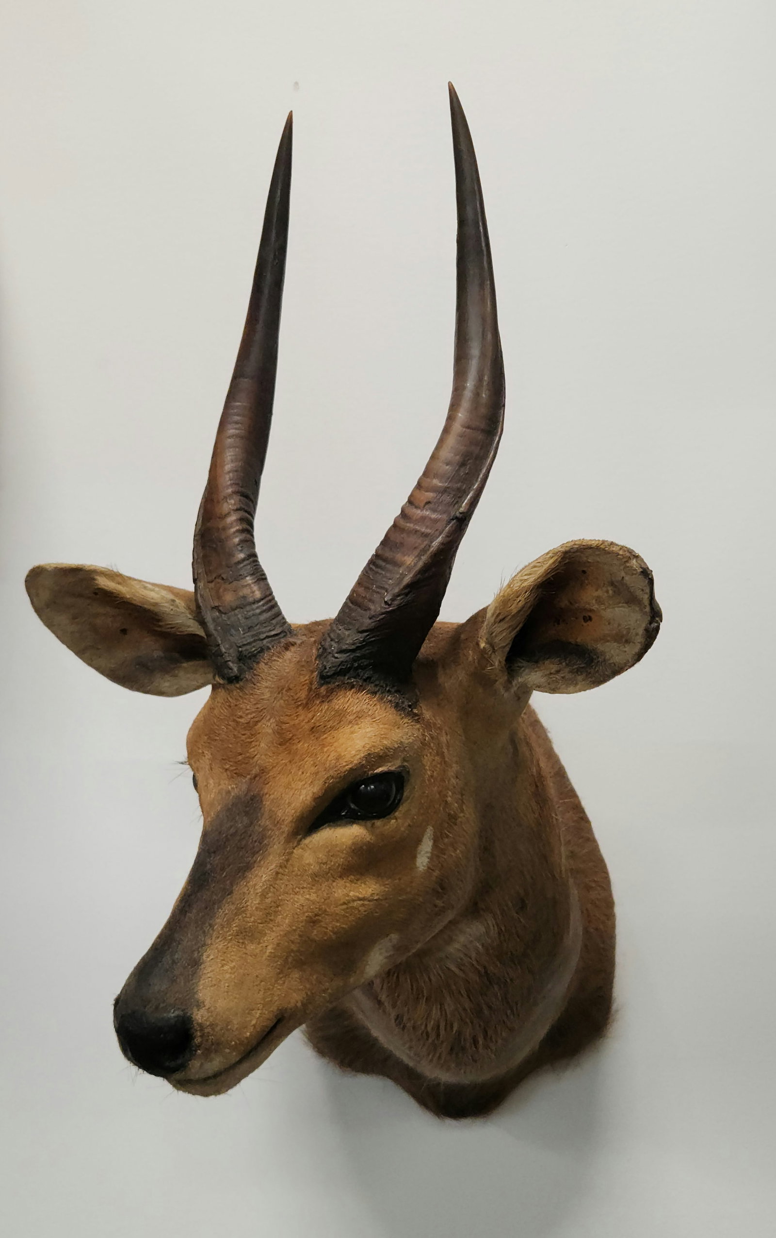 AFRICAN BUSH BUCK TAXIDERMY MOUNT (1 of 3)