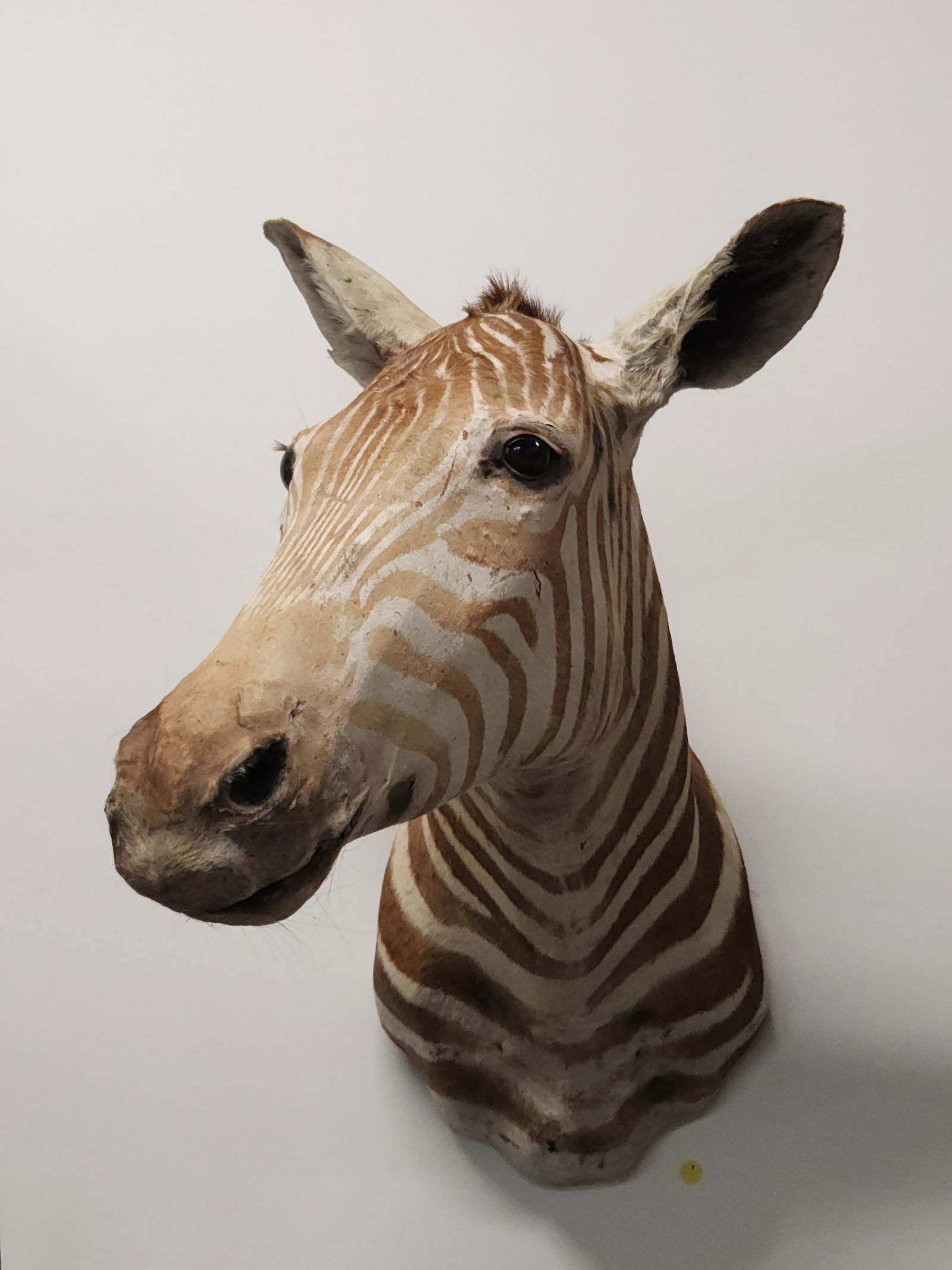 AFRICAN ZEBRA TAXIDERMY SHOULDER MOUNT (1 of 5)