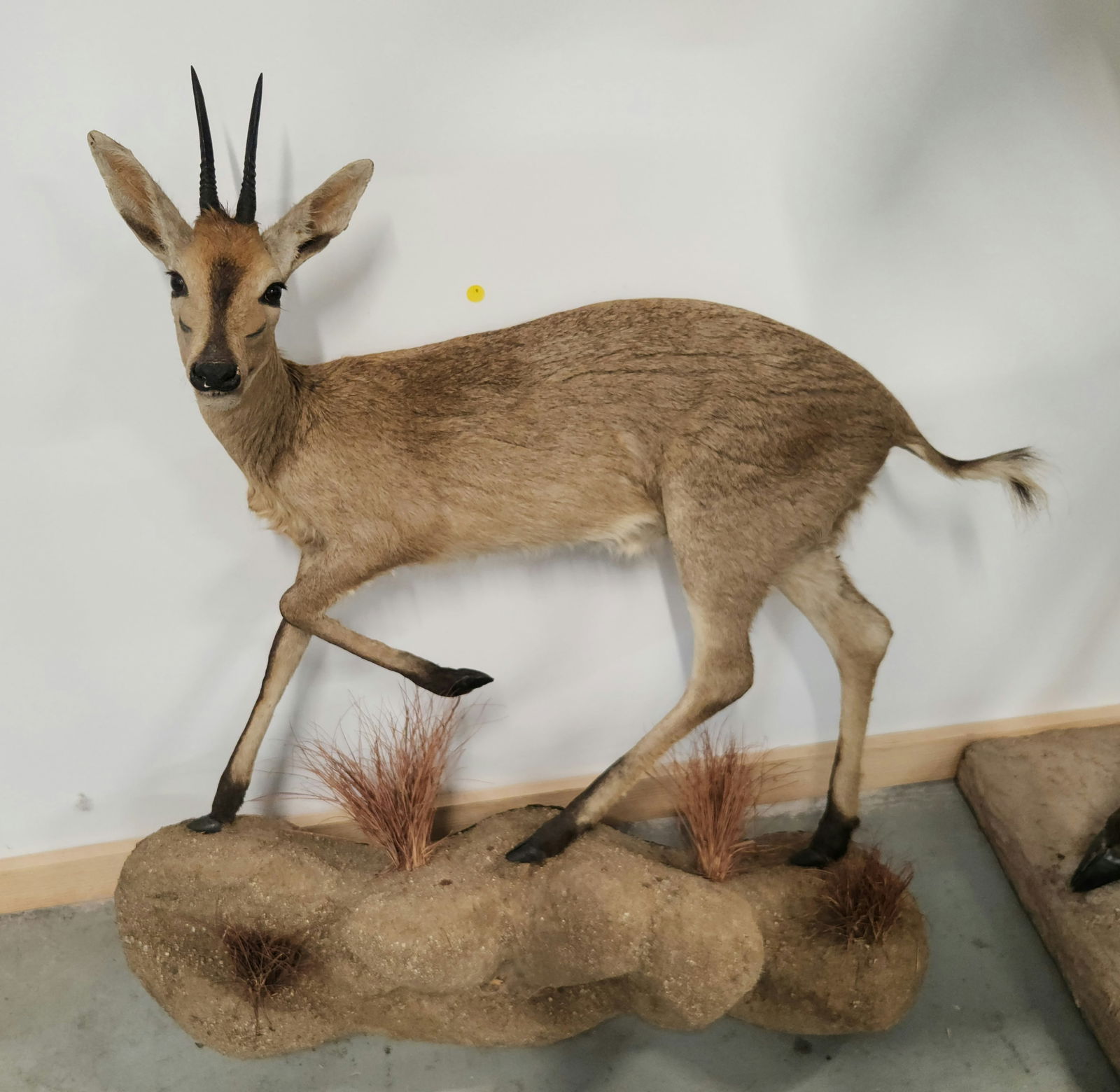 KLIPSPRINGER FULL BODY MOUNT ON ROCK SETTING (1 of 5)
