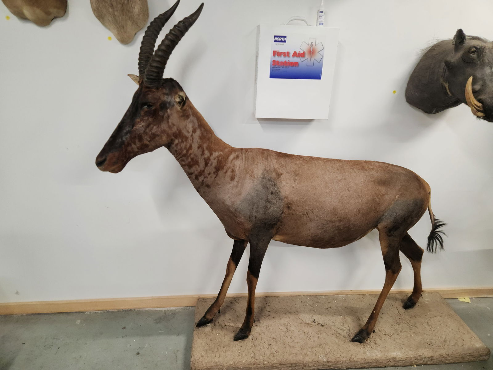 HARTEBEEST TAXIDERMY FULL BODY MOUNT: REMAINS IN GOOD CONDITION SHOWING TYPICAL WEAR