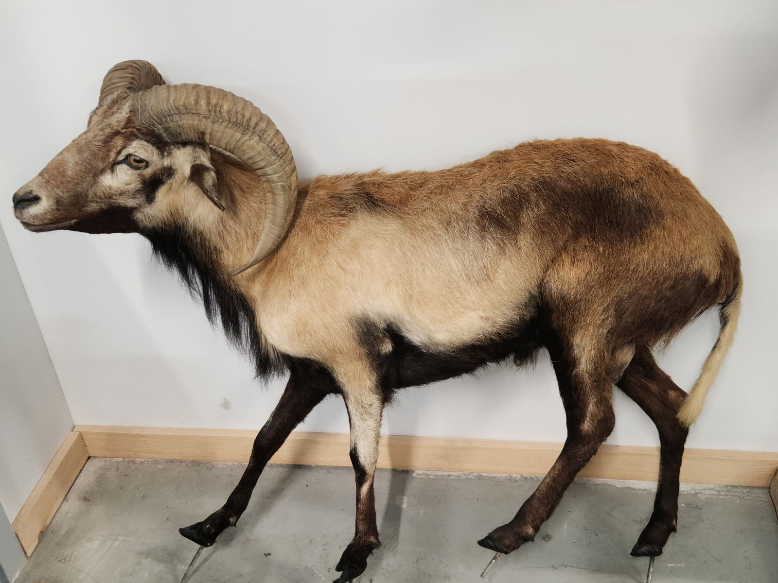 HORNED SHEEP FULL BODY TAXIDERMY MOUNT (1 of 4)