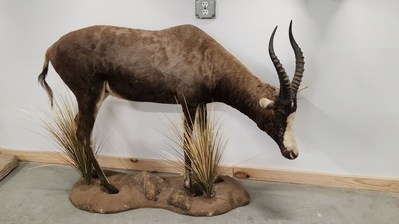 BLESBOK FULL BODY TAXIDERMY MOUNT (1 of 4)