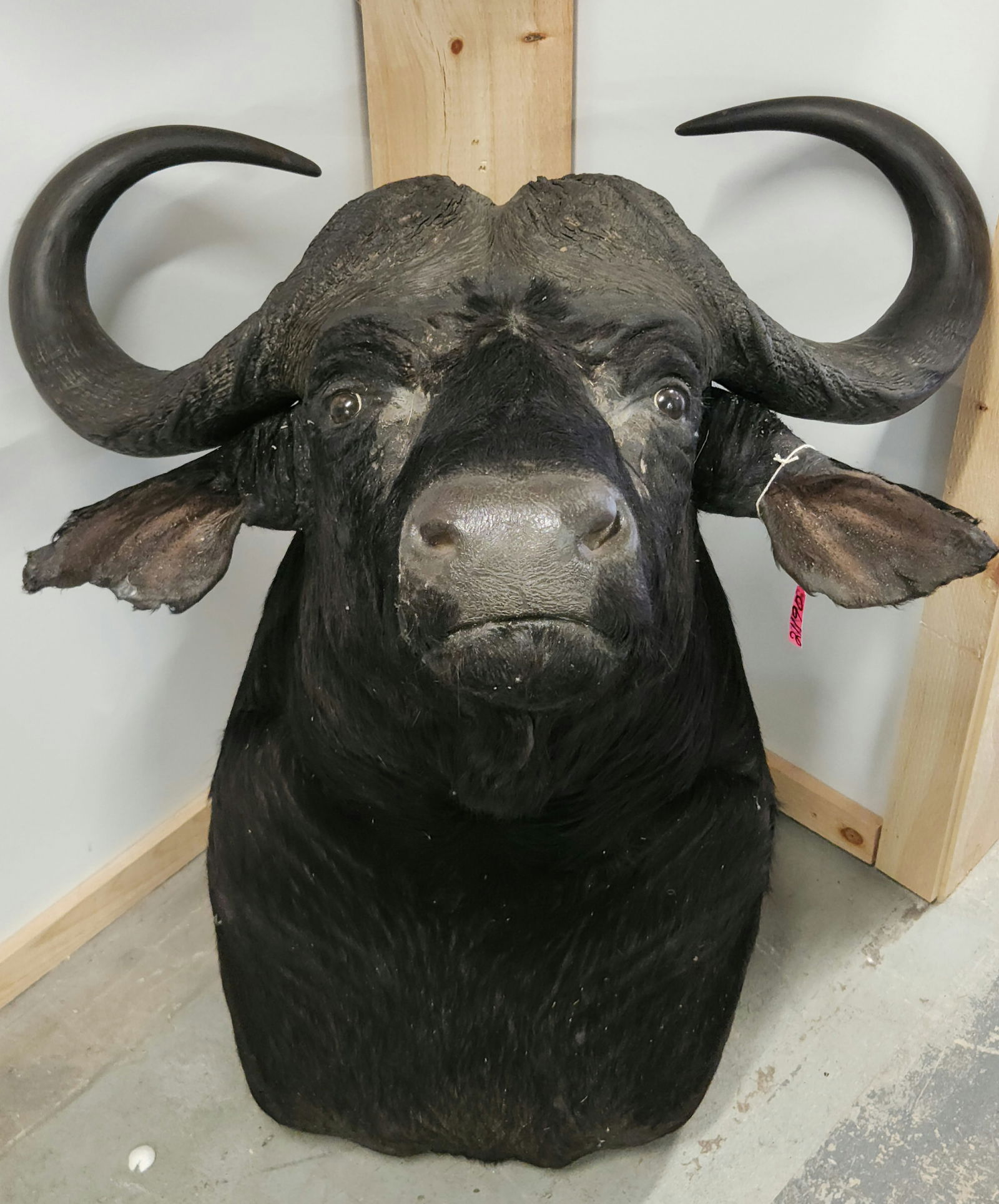 CAPE BUFFALO TAXIDERMY SHOULDER MOUNT (1 of 6)