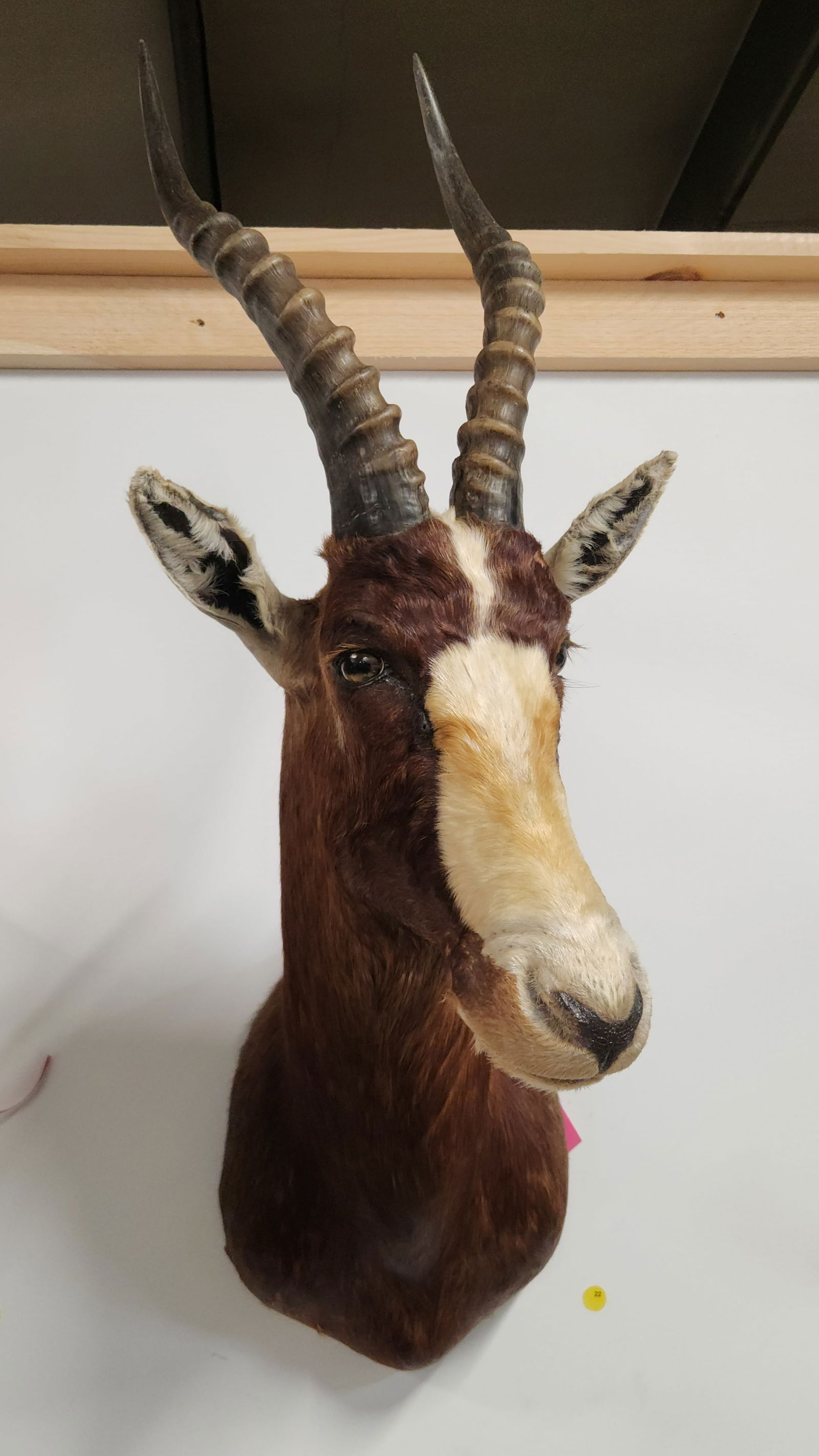 BLESBOK TAXIDERMY SHOULDER MOUNT (1 of 2)