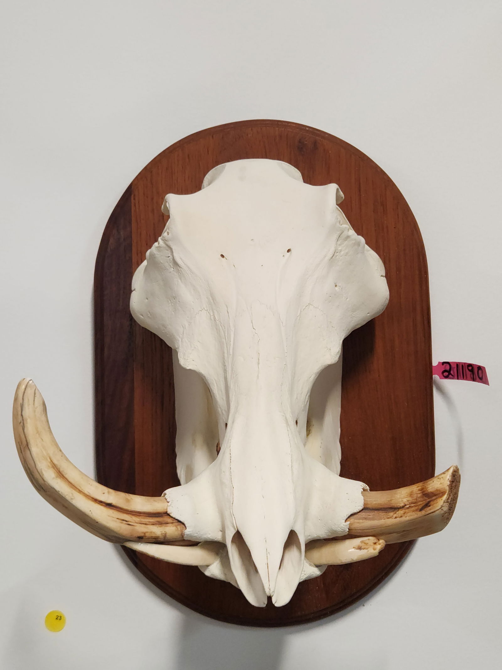 WARTHOG SKULL MOUNT (1 of 3)