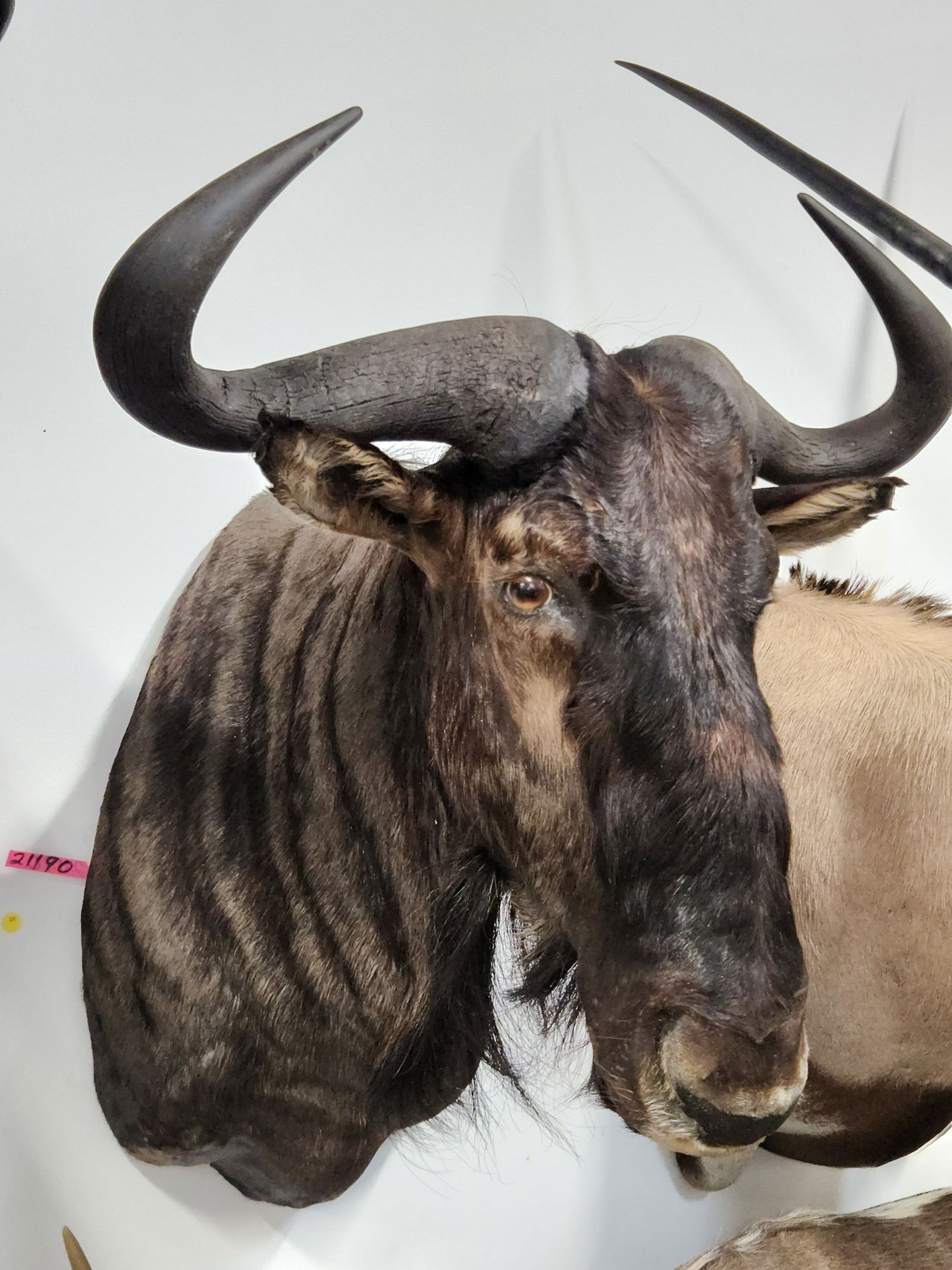 BLUE WILDEBEEST TAXIDERMY SHOULDER MOUNT (1 of 4)