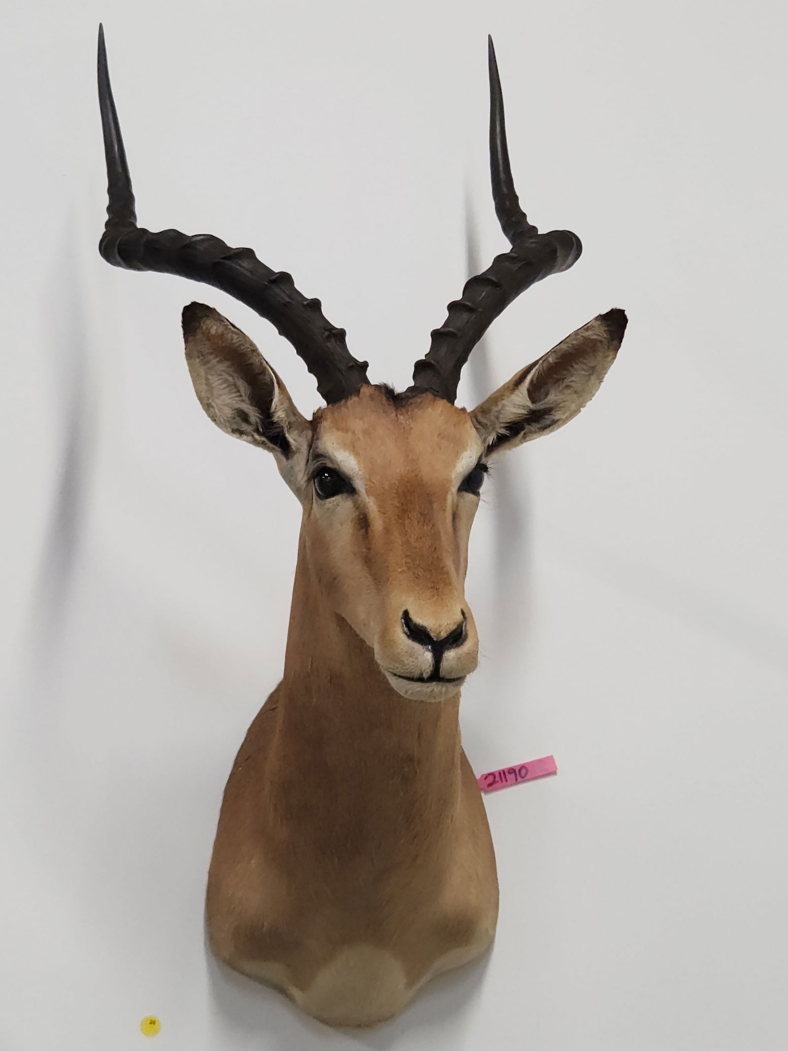 IMPALA TAXIDERMY SHOULDER MOUNT (1 of 4)