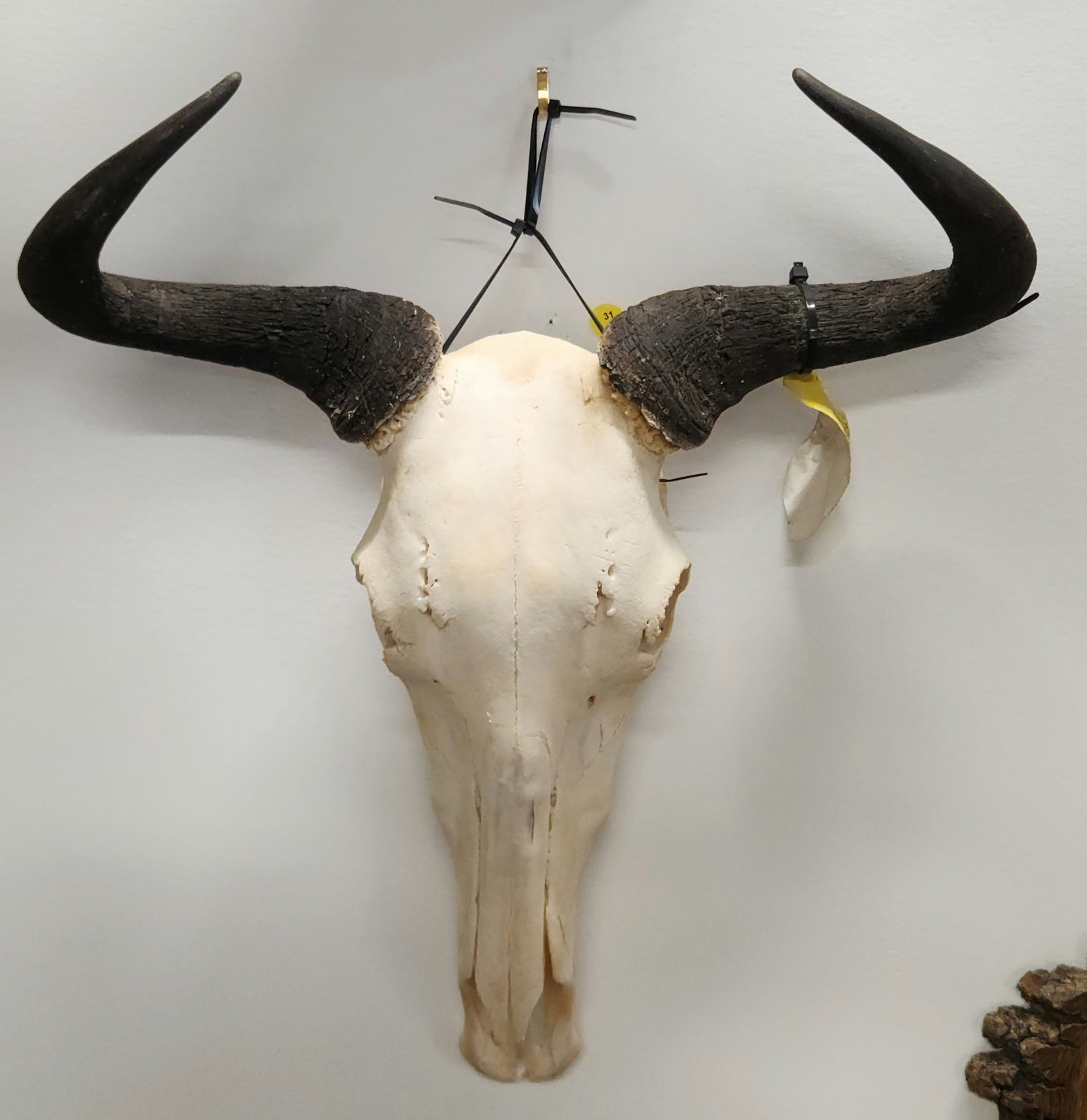 WILDEBEEST SKULL WITH HORNS: REMAINS IN GOOD CONDITION SHOWING WEAR