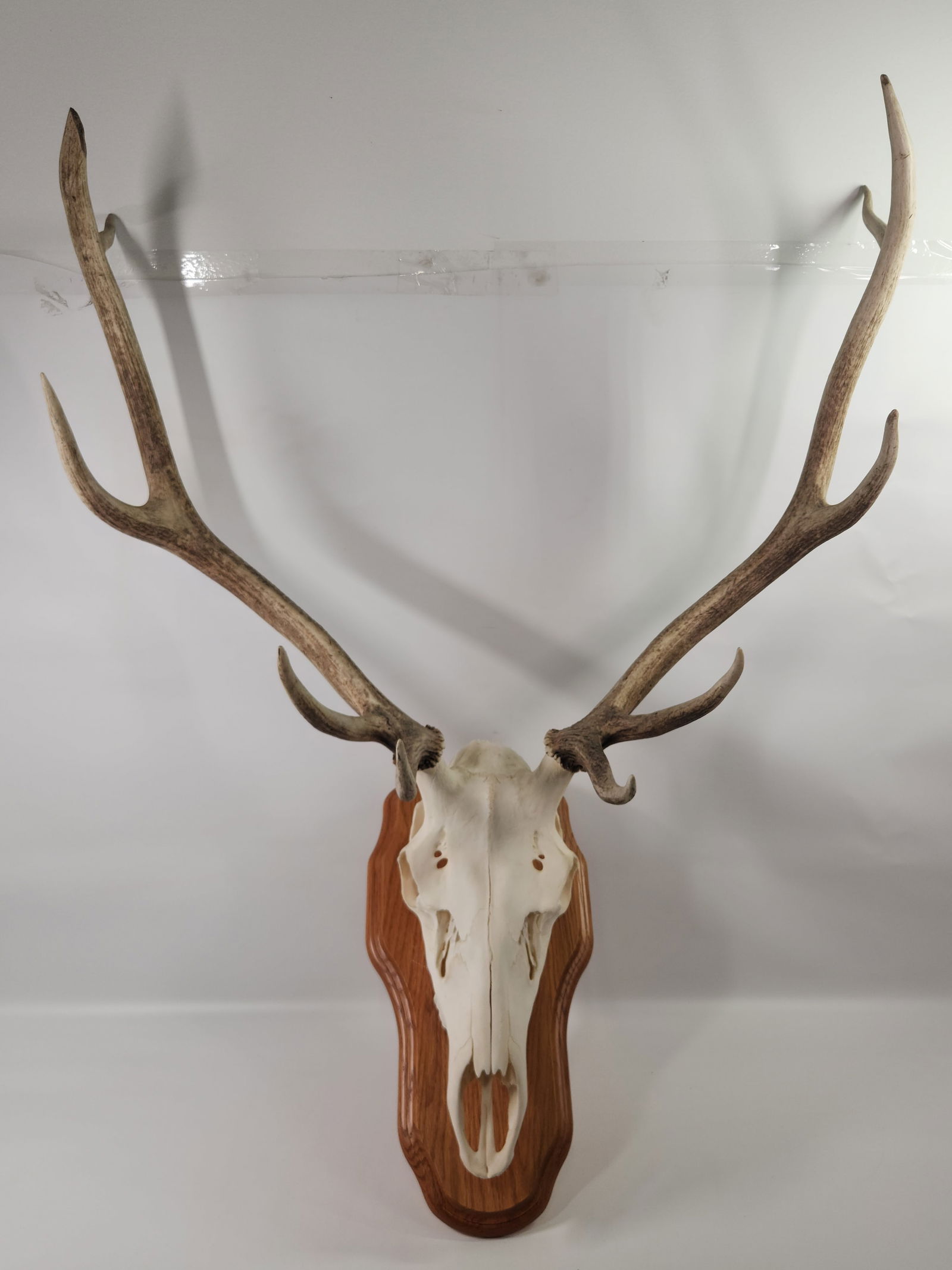ELK SKULL AND ANTLERS ON WOOD PLAQUE (1 of 4)