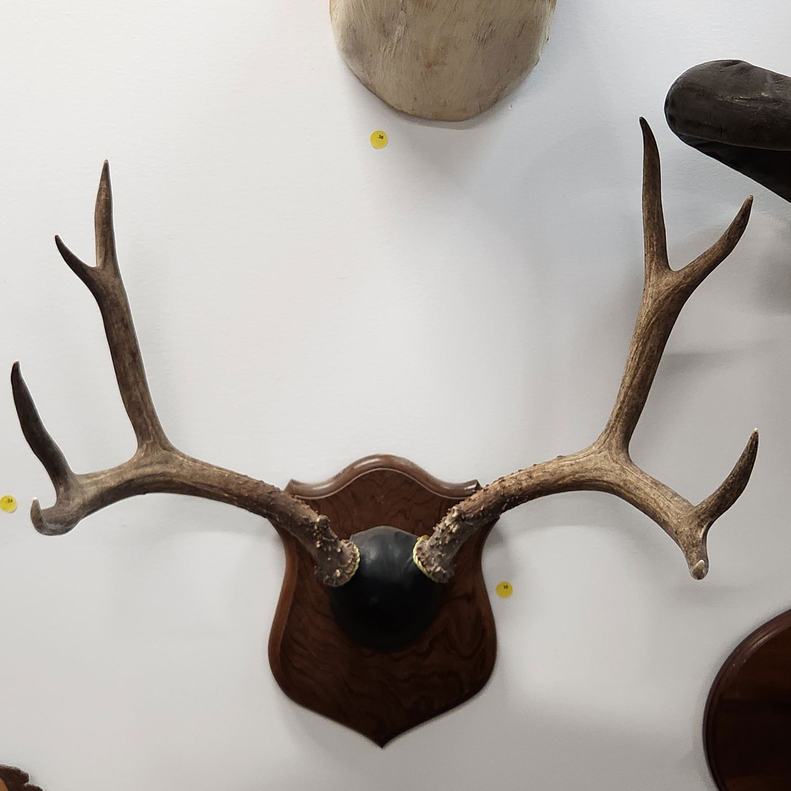 DEER ANTLER PLAQUE WITH BLACK LEATHER AND WOODEN BACK (1 of 3)