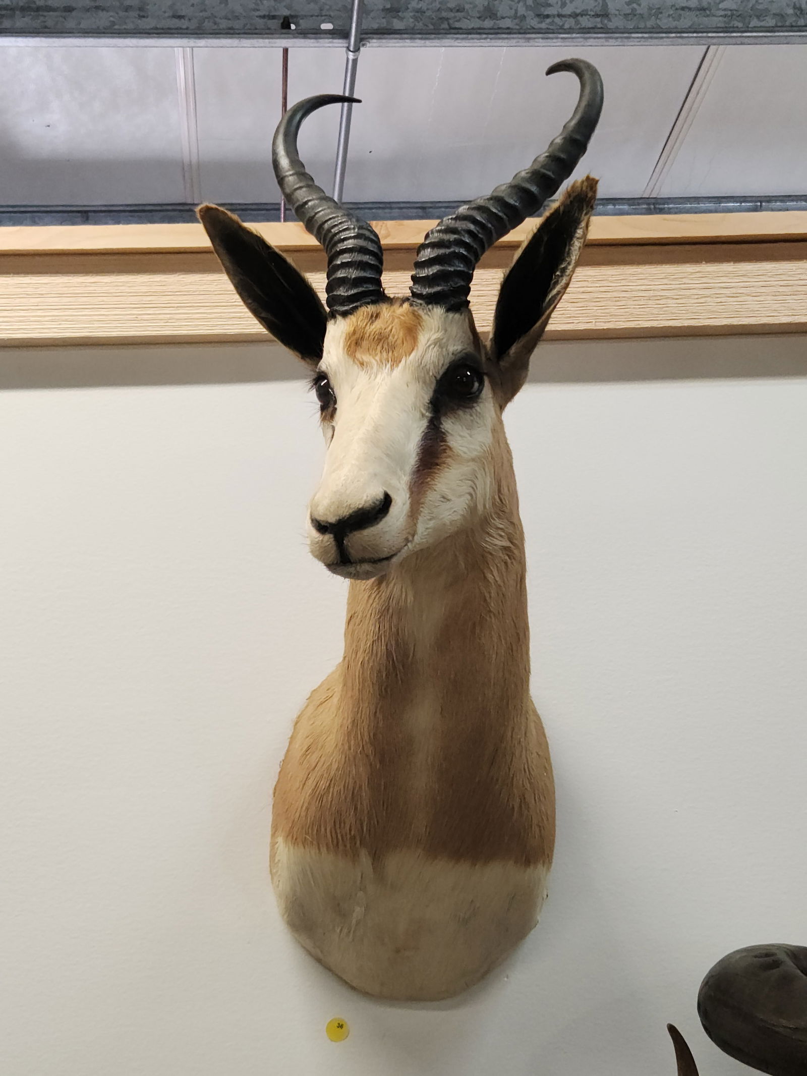 SPRINGBOK TAXIDERMY SHOULDER MOUNT (1 of 3)