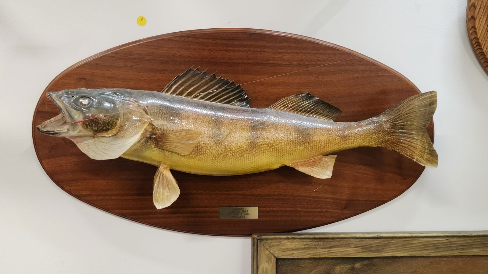 WALLEYE FULL BODY MOUNT ON WOODEN PLAQUE WITH LURE (1 of 3)