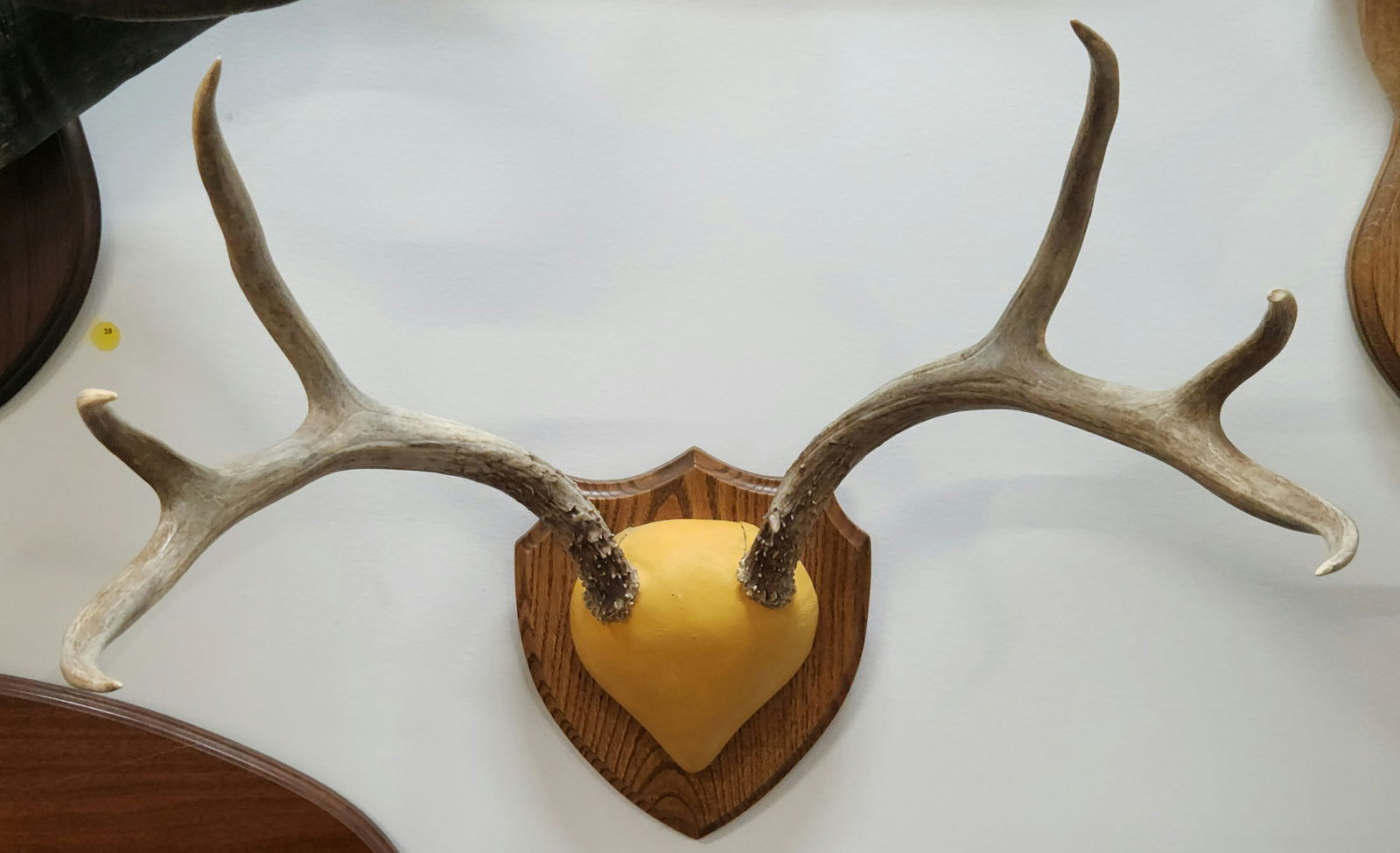 DEER ANTLER WALL PLAQUE (1 of 3)