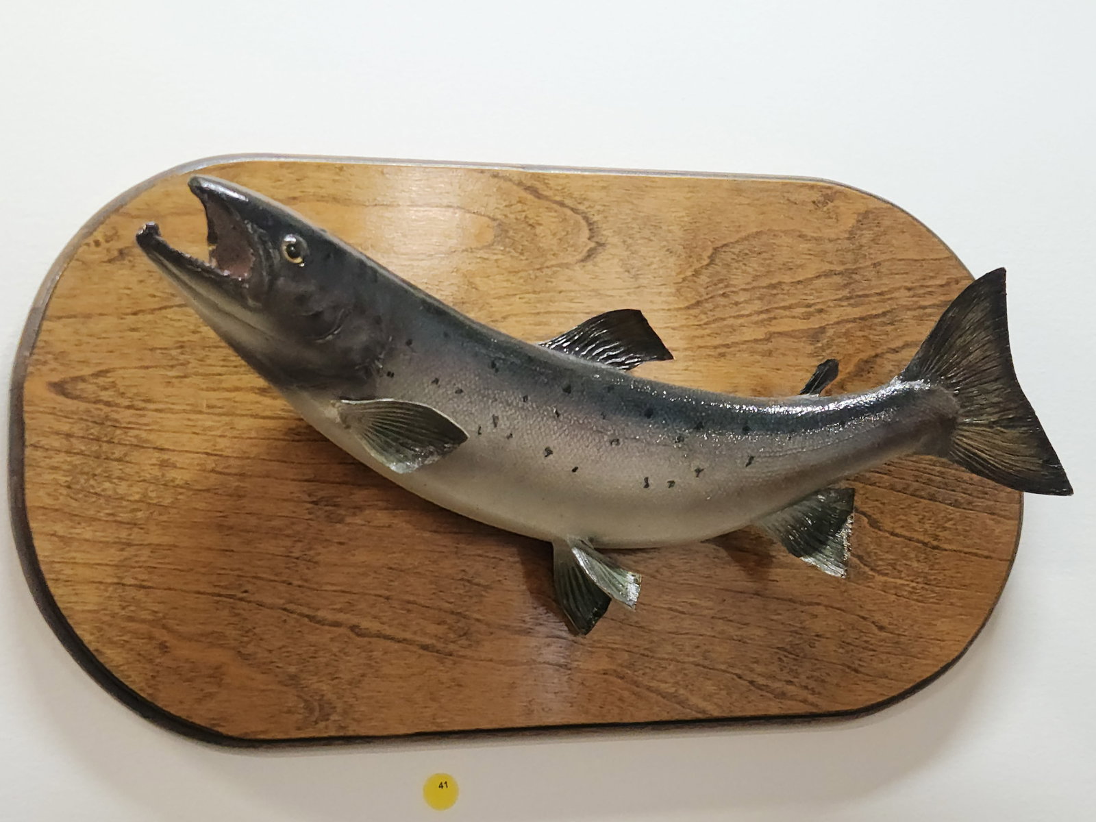SALMON FULL BODY TAXIDERMY MOUNT ON WOOD PLAQUE (1 of 3)