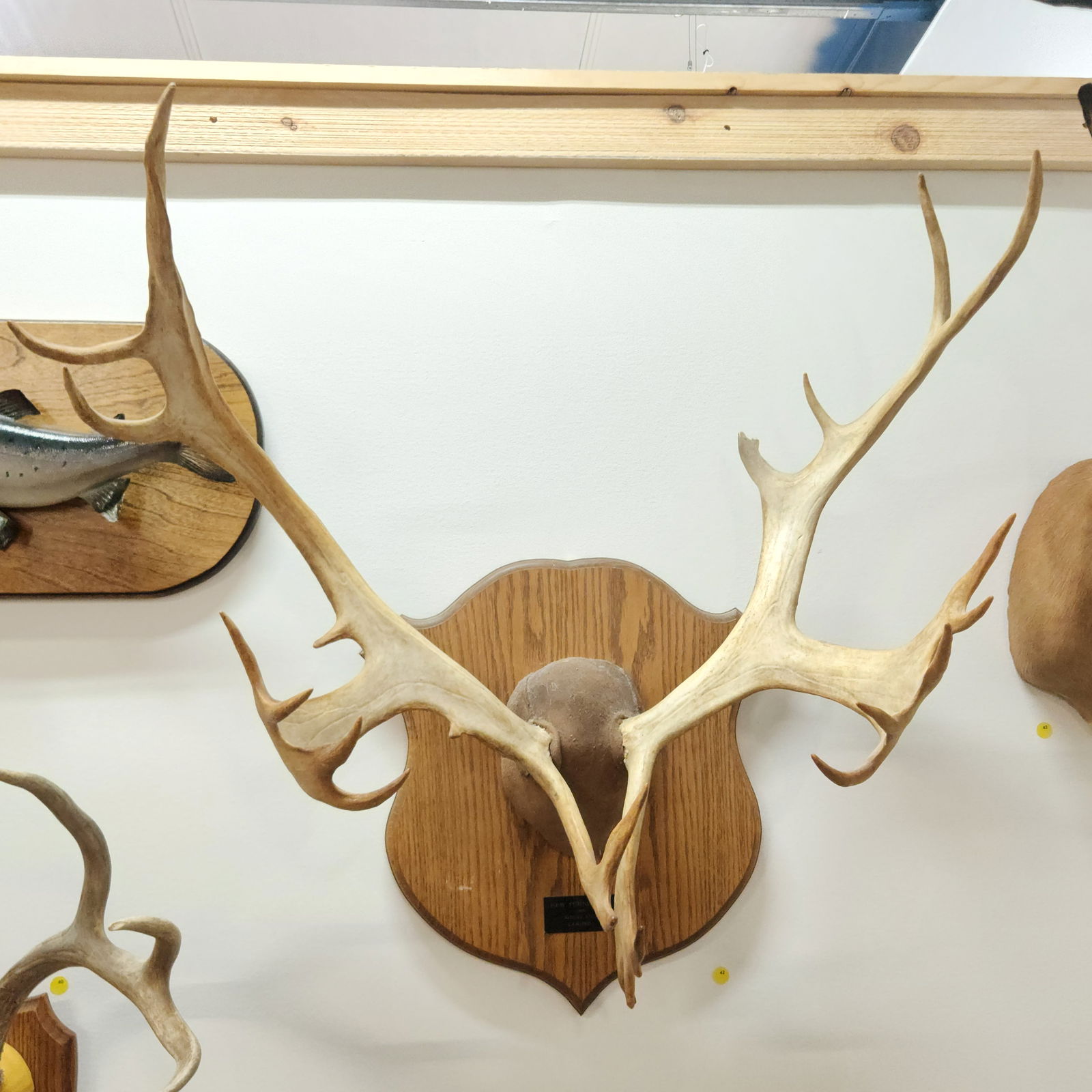 CARIBOU ANTLER MOUNT ON WOODEN PLAQUE (1 of 3)