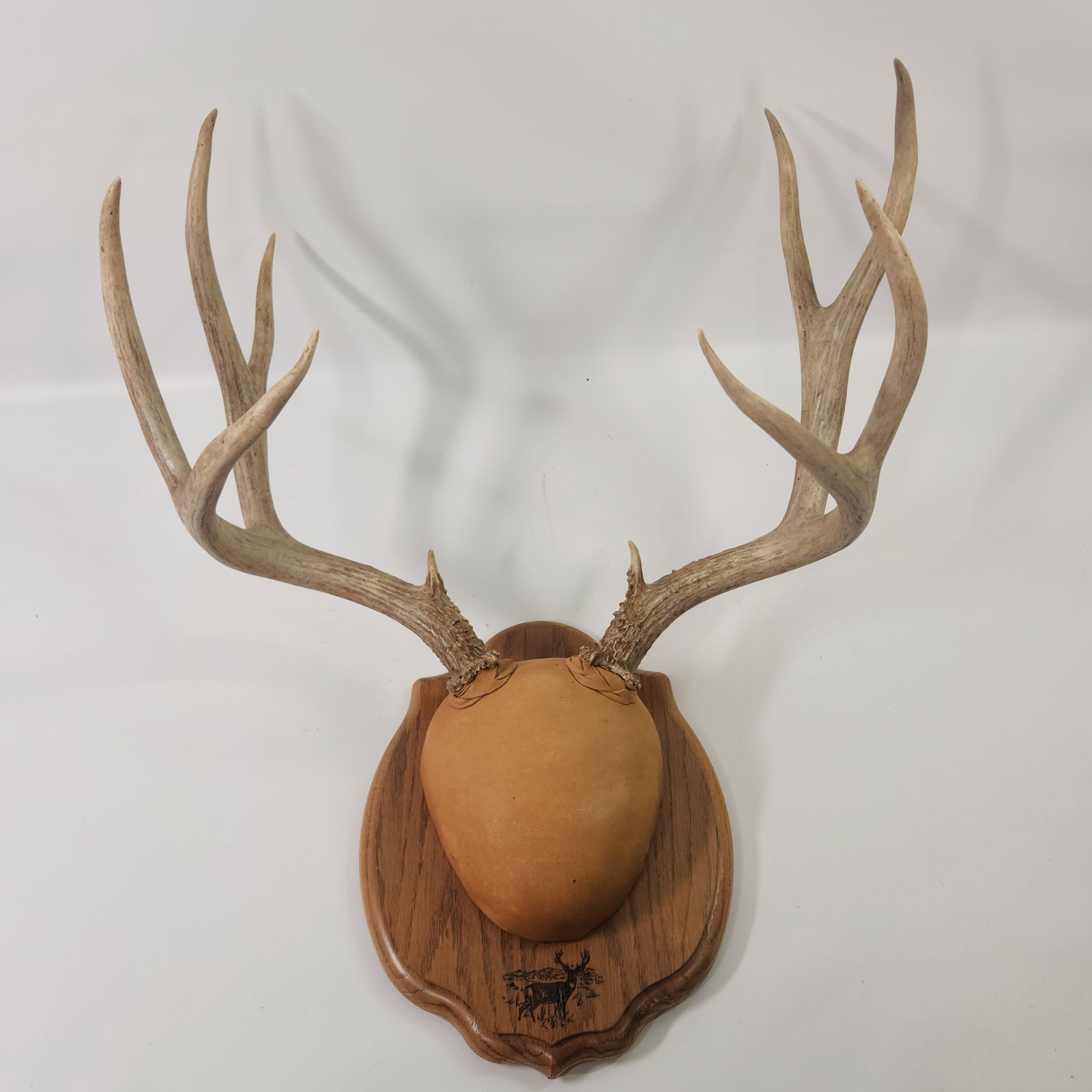 10-POINT DEER ANTLER RACK ON WOODEN PLAQUE (1 of 3)