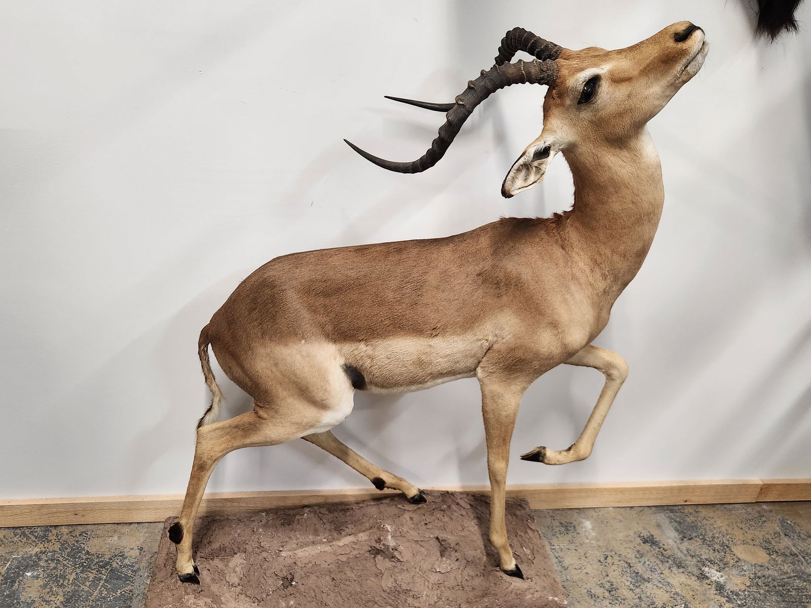GAZELLE FULL BODY TAXIDERMY MOUNT: REMAINS IN GOOD CONDITION SHOWING TYPICAL WEAR & SOME HAIR LOSS